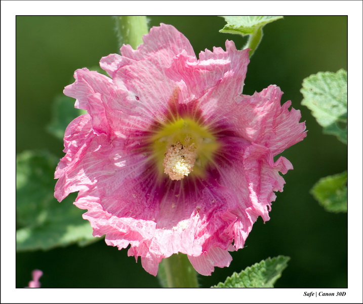 2006 - 05 - Jardin - 04